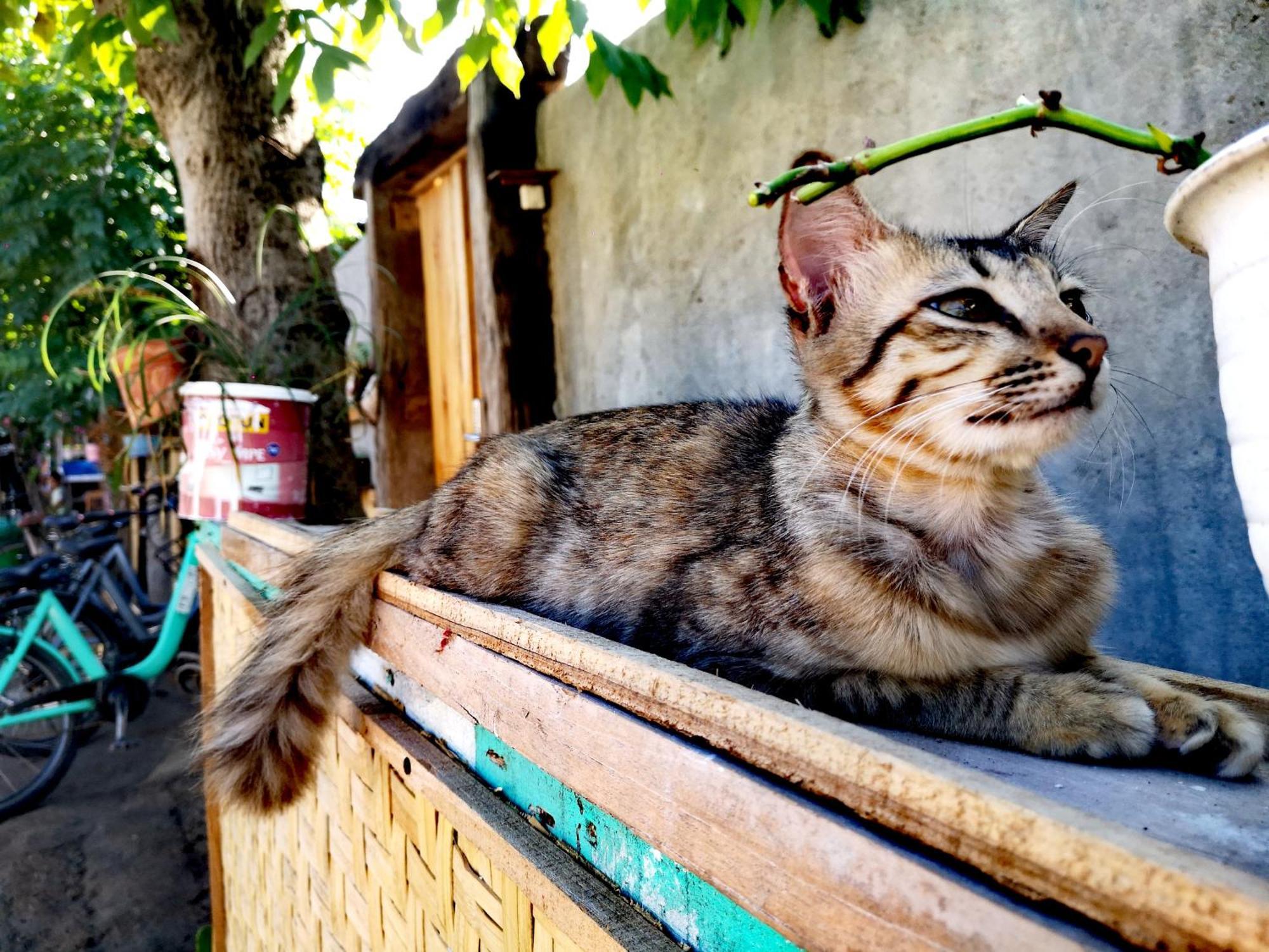 Villa La Vida Gili Trawangan Zewnętrze zdjęcie